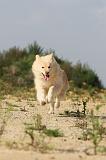 CHIEN FINNOIS DE LAPONIE 369